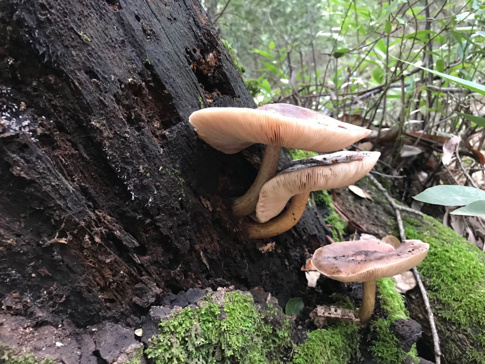 One type of mushroom seen at Napa park.